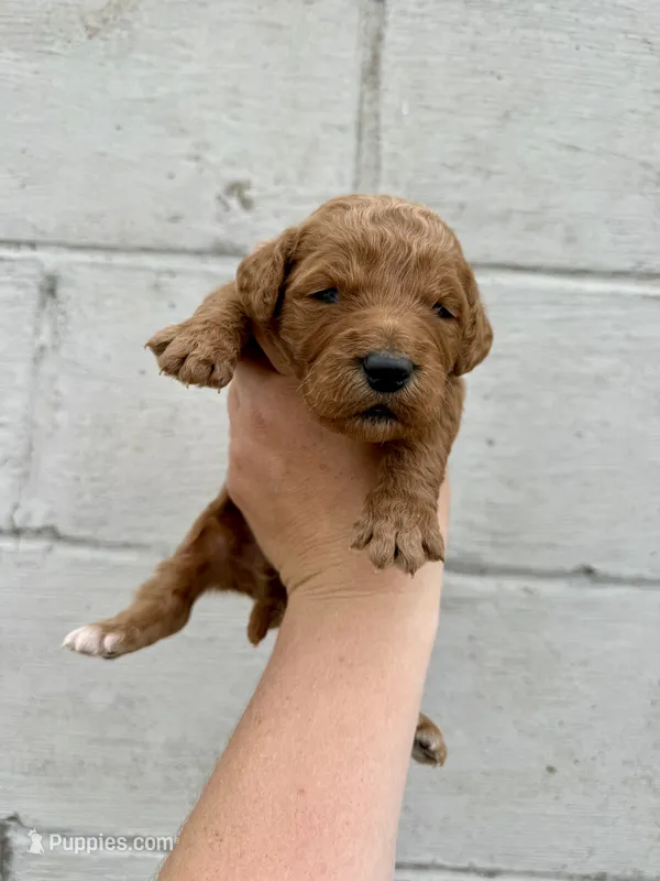 Firework – Goldendoodle puppy for sale in Beresford, SD