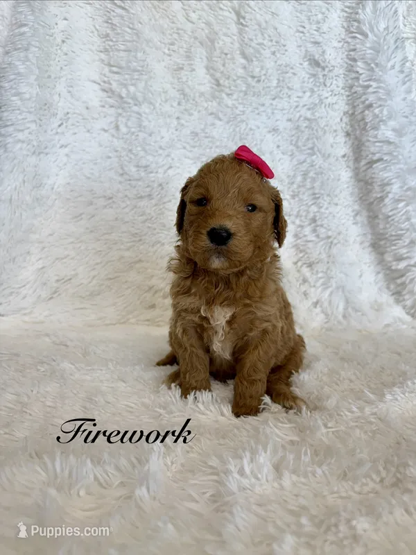 Firework – Goldendoodle puppy for sale in Beresford, SD