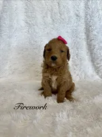 Firework, a female Goldendoodle for sale in Beresford, SD – 1 of 1
