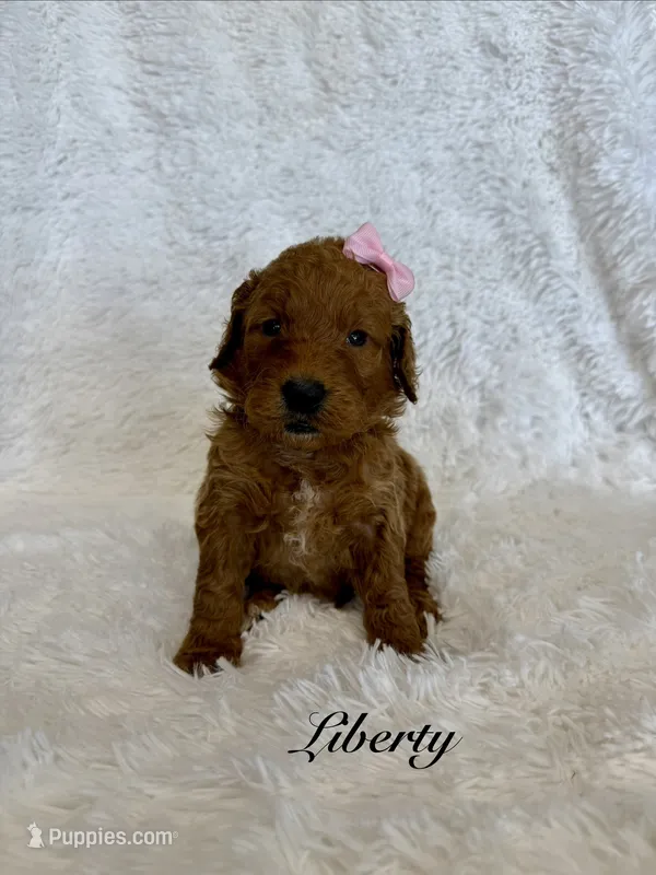Liberty  – Goldendoodle puppy for sale in Beresford, SD