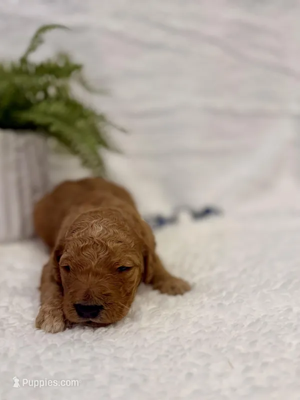Ozzy , a male Goldendoodle for sale in Beresford, SD – Photo 1 of 1