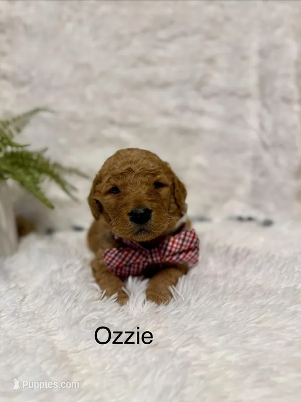 Ozzie – Goldendoodle puppy for sale in Beresford, SD