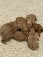 Molly, a female Goldendoodle for sale in Beresford, SD – Photo 1 of 2