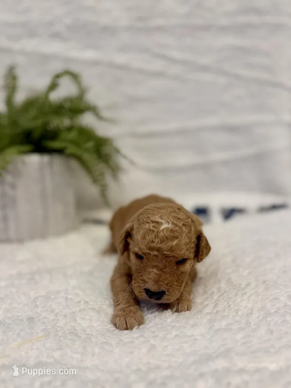 Nash , a male Goldendoodle for sale in Beresford, SD – Photo 1 of 1