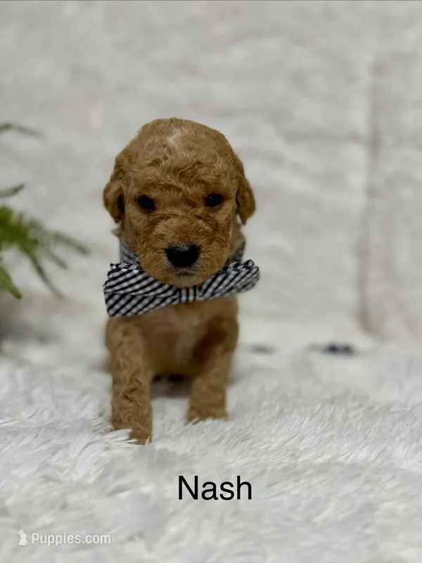Nash  – Goldendoodle puppy for sale in Beresford, SD