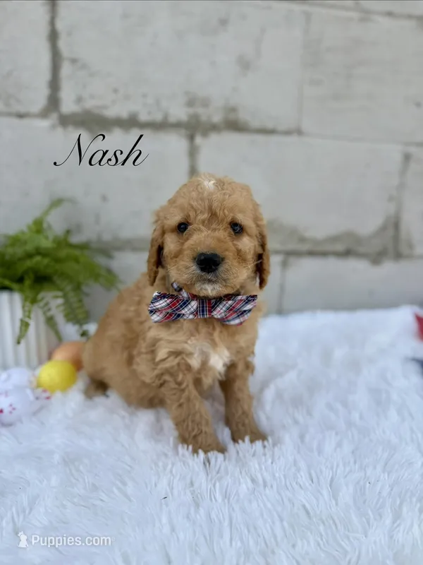 Nash  – Goldendoodle puppy for sale in Beresford, SD