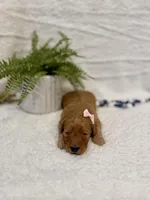 Nikki, a female Goldendoodle for sale in Beresford, SD – Photo 2 of 2