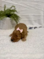 Nikki, a female Goldendoodle for sale in Beresford, SD – Photo 1 of 2