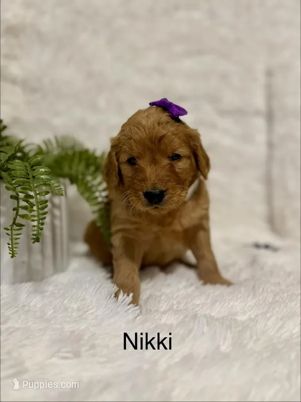 Nikki – Goldendoodle puppy for sale in Beresford, SD