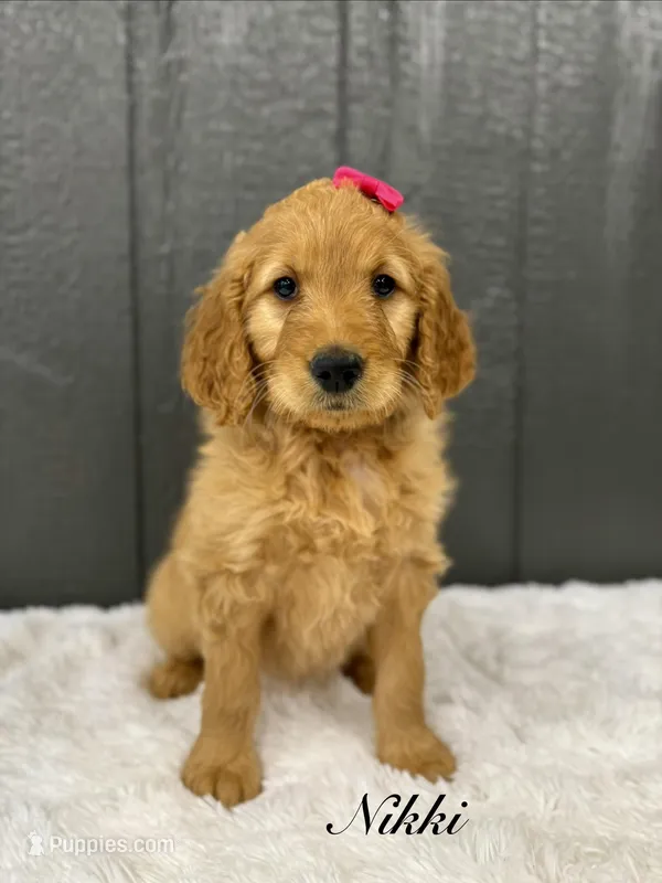 Nikki – Goldendoodle puppy for sale in Beresford, SD