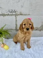 Nikki, a female Goldendoodle for sale in Beresford, SD – Photo 2 of 2