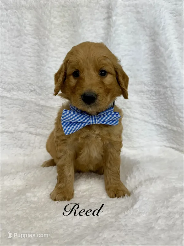 Reed  – Goldendoodle puppy for sale in Beresford, SD