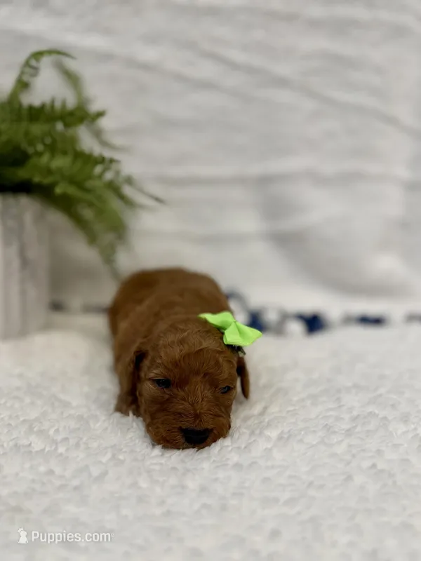 Navaeh, a female Goldendoodle for sale in Beresford, SD – Photo 1 of 1