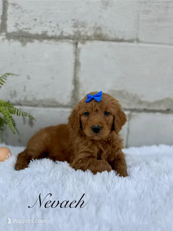 Navaeh – Goldendoodle puppy for sale in Beresford, SD