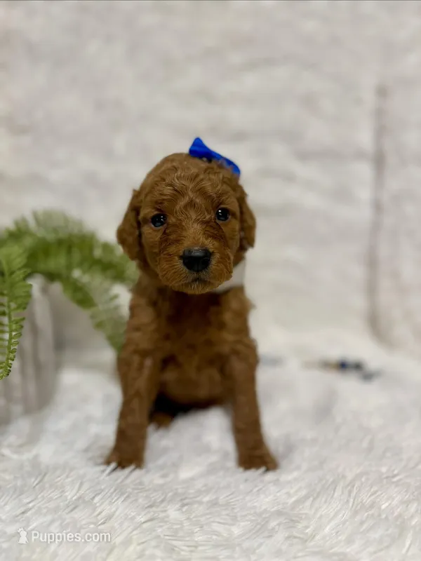 Navaeh – Goldendoodle puppy for sale in Beresford, SD