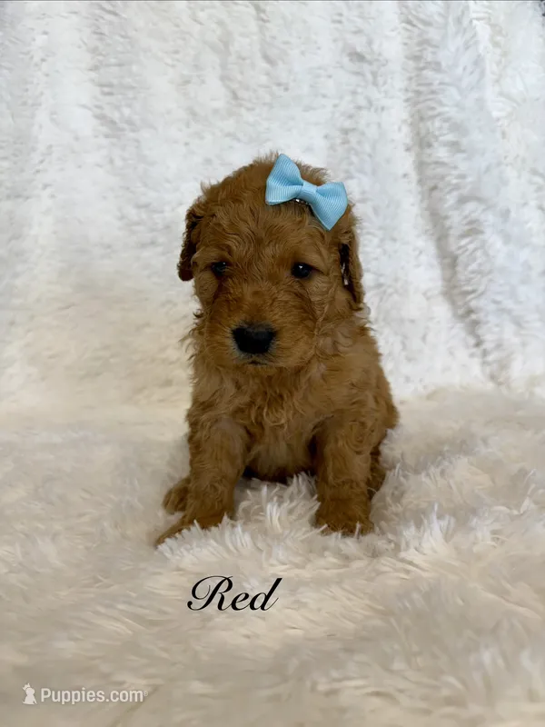 Red – Goldendoodle puppy for sale in Beresford, SD