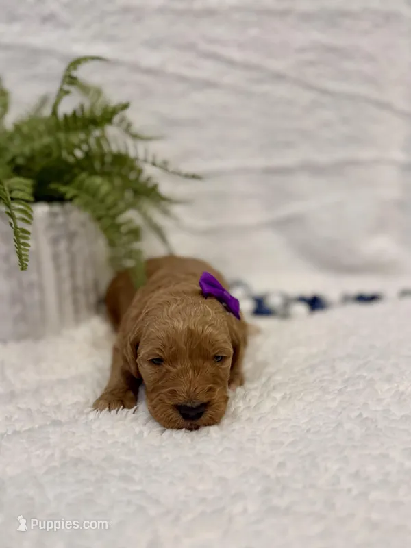 Nika, a female Goldendoodle for sale in Beresford, SD – Photo 1 of 1