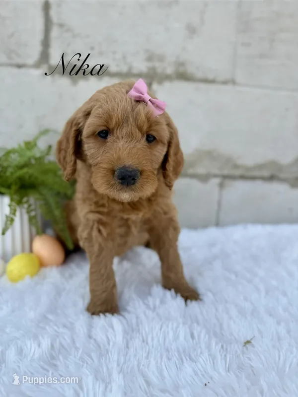 Nika – Goldendoodle puppy for sale in Beresford, SD