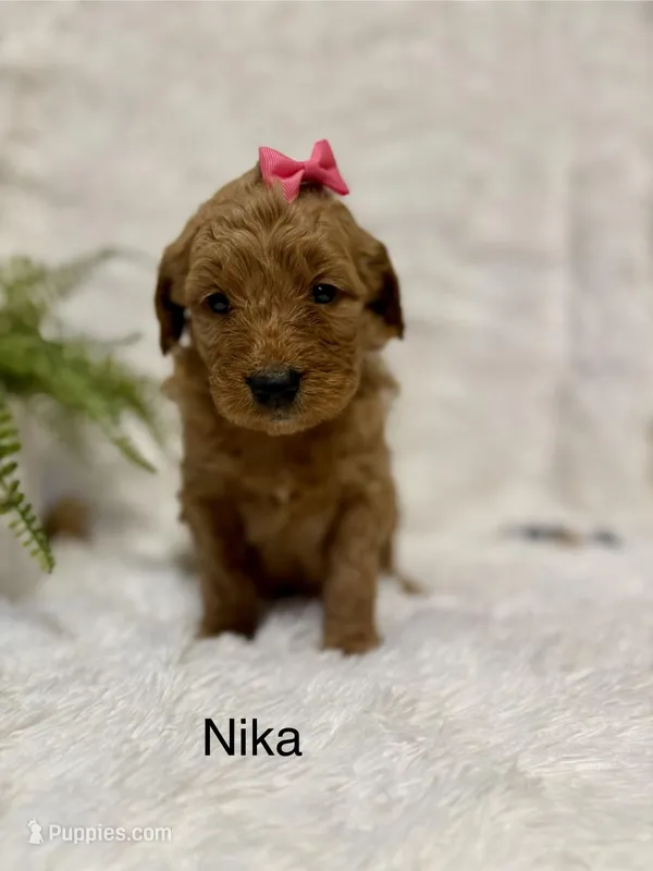 Nika – Goldendoodle puppy for sale in Beresford, SD