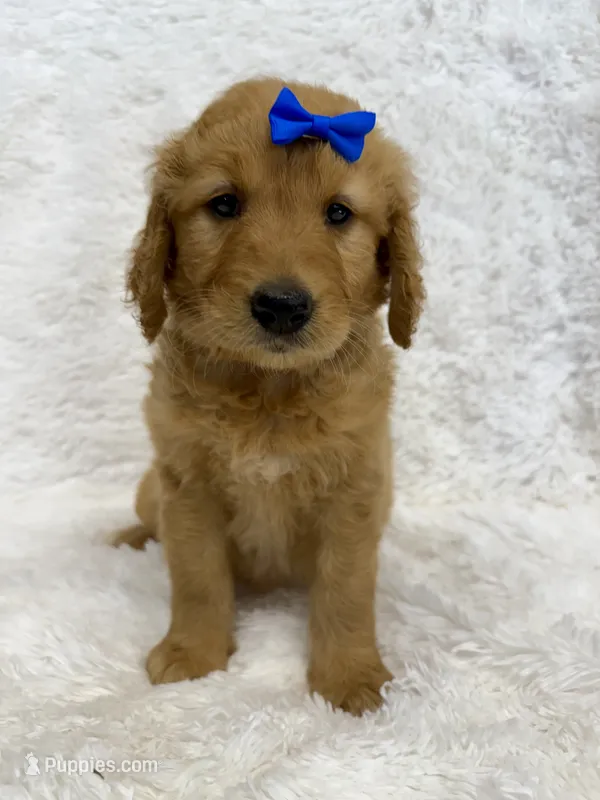 Blue – Goldendoodle puppy for sale in Beresford, SD