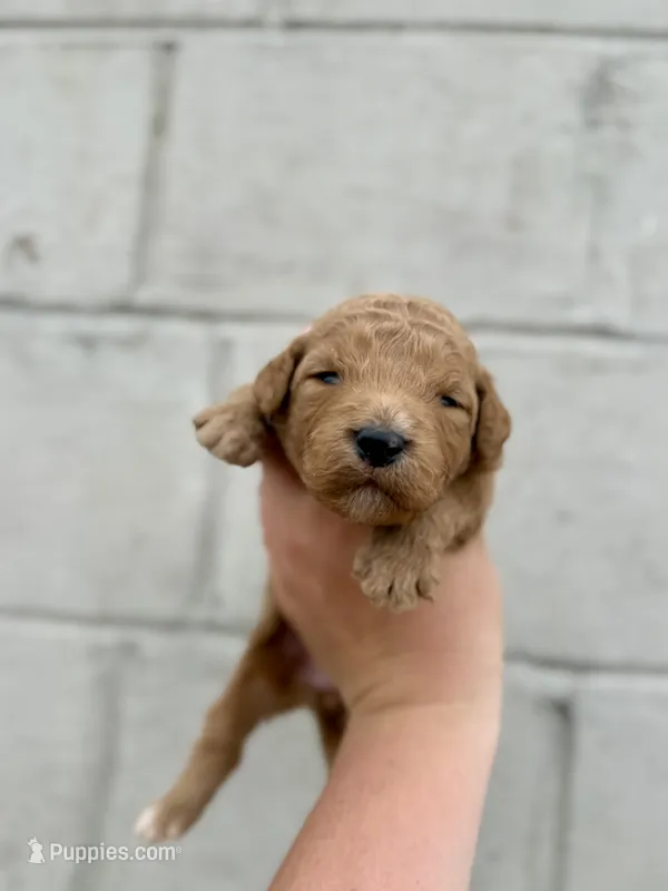 Red – Goldendoodle puppy for sale in Beresford, SD