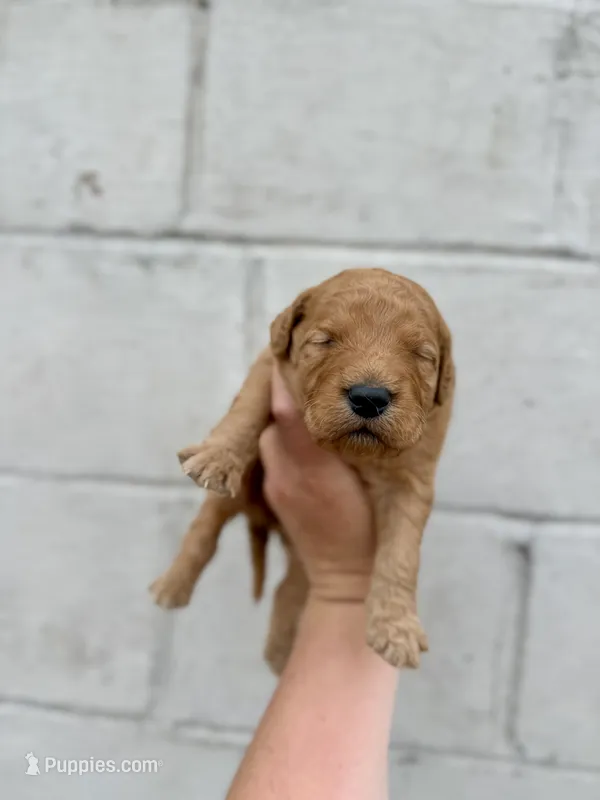 Liberty  – Goldendoodle puppy for sale in Beresford, SD