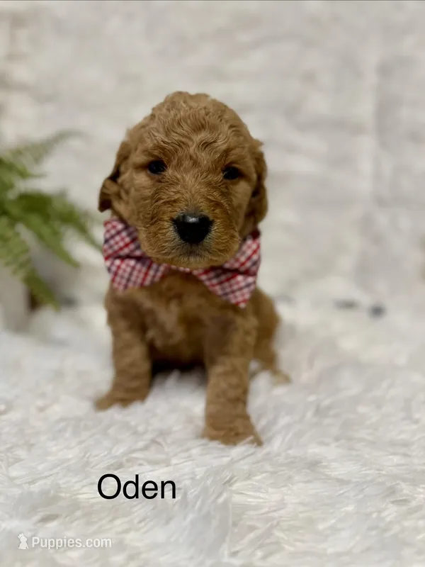 Oden – Goldendoodle puppy for sale in Beresford, SD