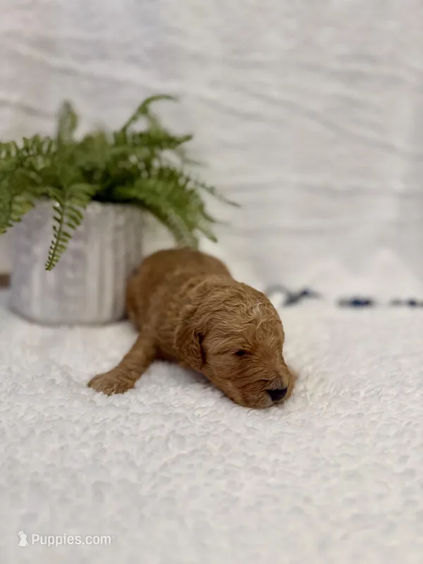 Odin, a male Goldendoodle for sale in Beresford, SD – Photo 1 of 1