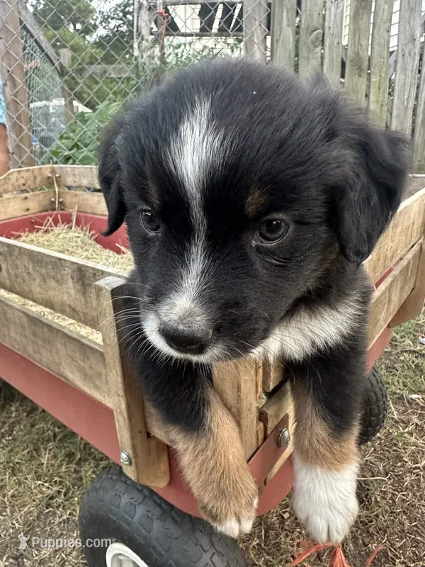 Shadow – Australian Shepherd puppy for sale in Pageland, SC