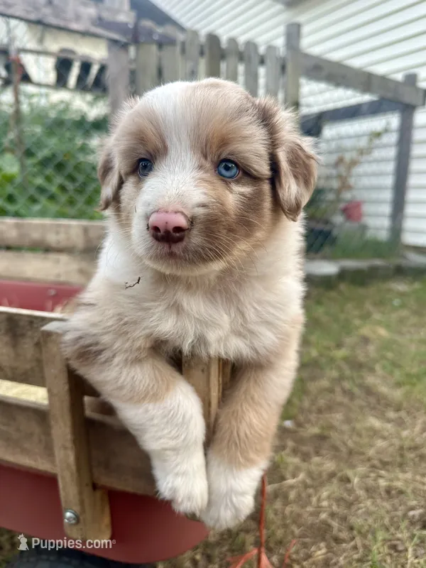 Merlie Girl – Australian Shepherd puppy for sale in Pageland, SC