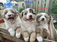 Merlie Girl, a female Australian Shepherd for sale in Pageland, SC – 2 of 4