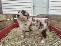 Merlie Girl, a female Australian Shepherd for sale in Pageland, SC – 4 of 4