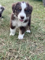 Patty, a female Australian Shepherd for sale in Pageland, SC – 2 of 2