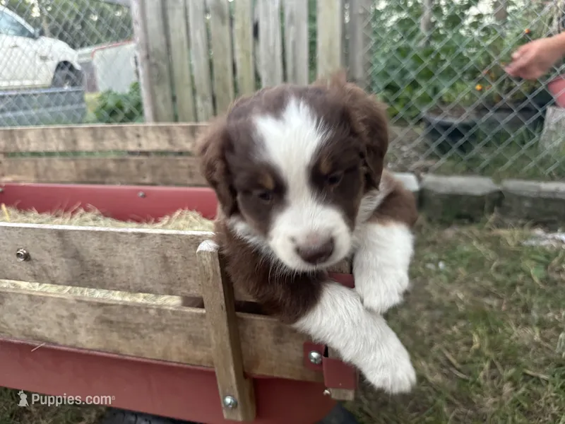 Patty – Australian Shepherd puppy for sale in Pageland, SC