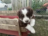 Patty, a female Australian Shepherd for sale in Pageland, SC – 1 of 2