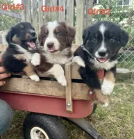 Shadow, a female Australian Shepherd for sale in Pageland, SC – 2 of 2