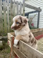 Merlie Girl, a female Australian Shepherd for sale in Pageland, SC – 3 of 4