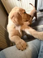 Blue, a male Golden Retriever for sale in Greenfield, OH – 10 of 10