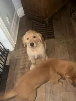 Blue, a male Golden Retriever for sale in Greenfield, OH – 2 of 10