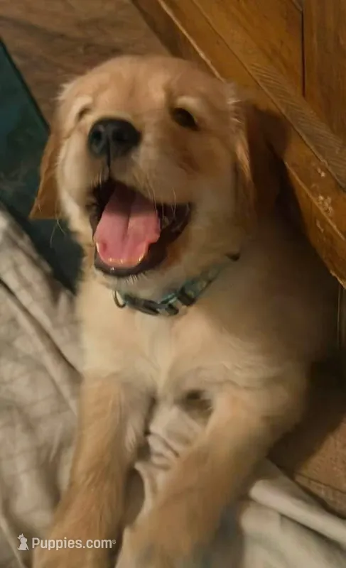 Black – Golden Retriever puppy for sale in Greenfield, OH