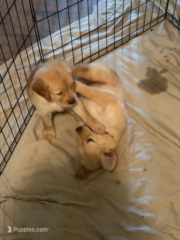 Purple  – Golden Retriever puppy for sale in Greenfield, OH