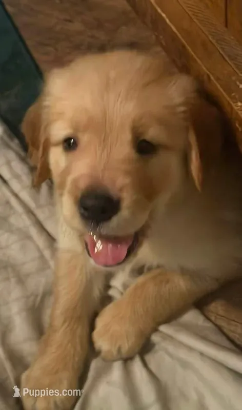 Blue – Golden Retriever puppy for sale in Greenfield, OH
