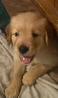 Blue, a male Golden Retriever for sale in Greenfield, OH – 1 of 1