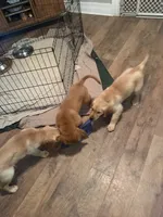 Blue, a male Golden Retriever for sale in Greenfield, OH – 5 of 10