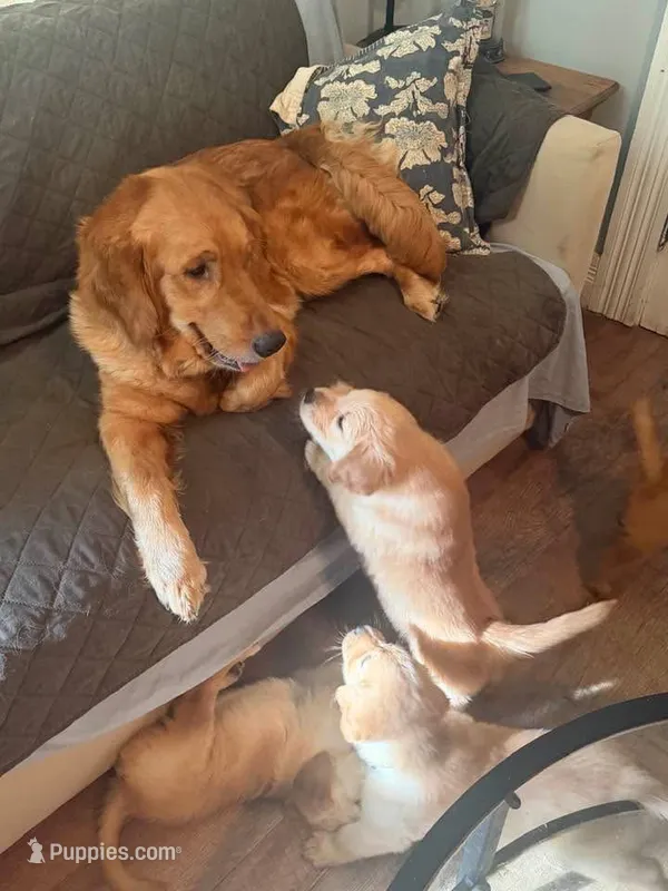 Green – Golden Retriever puppy for sale in Greenfield, OH