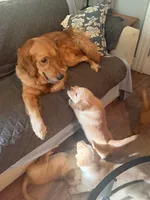 Green, a female Golden Retriever for sale in Greenfield, OH – 1 of 1