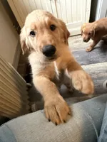 Blue, a male Golden Retriever for sale in Greenfield, OH – 4 of 10