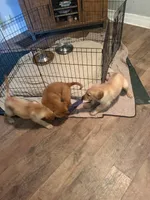 Blue, a male Golden Retriever for sale in Greenfield, OH – 8 of 10