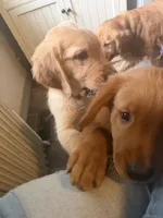 Blue, a male Golden Retriever for sale in Greenfield, OH – 9 of 10