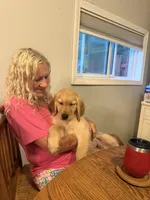 Blue, a male Golden Retriever for sale in Greenfield, OH – 7 of 10